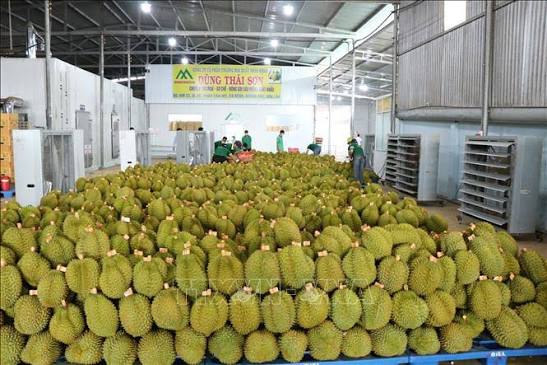 Xuất Khẩu Sầu Riêng Sang Trung Quốc: Công Ty Thương Mại Không Có Vùng Trồng, Nhà Máy Cần Chuẩn Bị Gì?